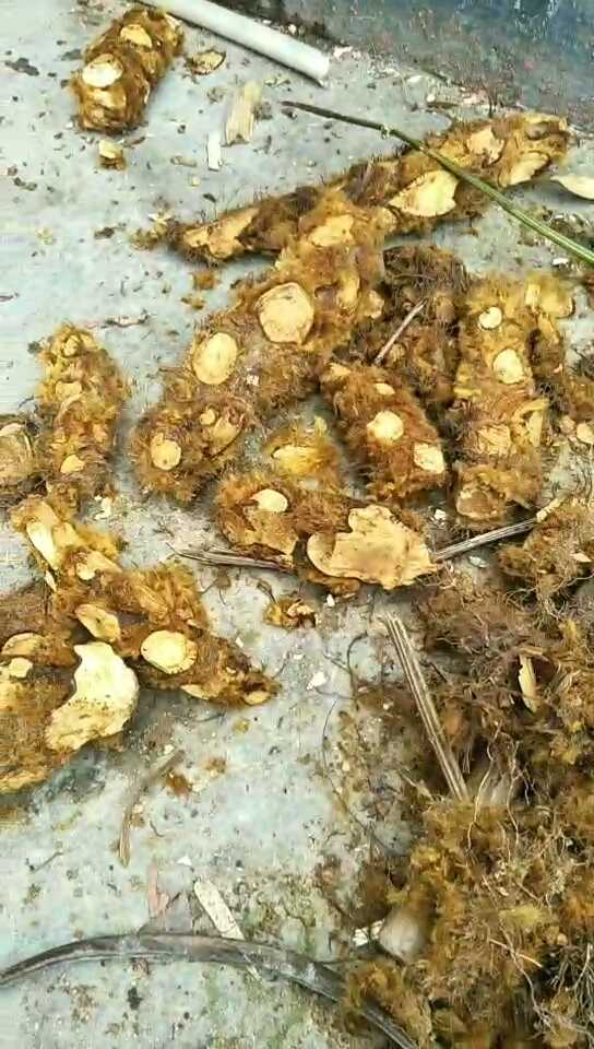 |黄狗头泡酒去风湿,身体健康就是福。