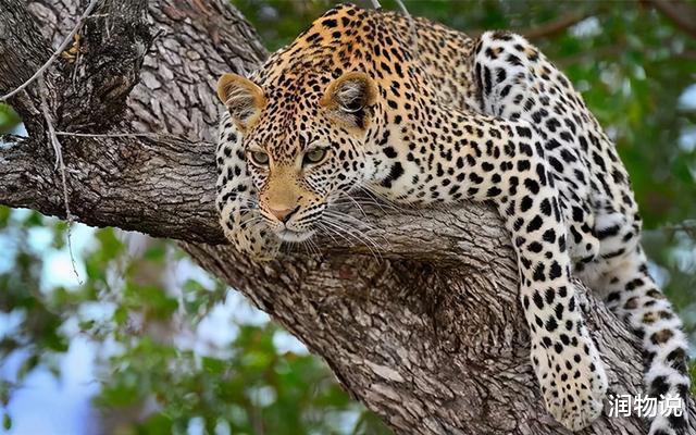 润物说 三只金钱豹出逃，杀伤力有多大？园方致歉声明：未成年攻击力较弱