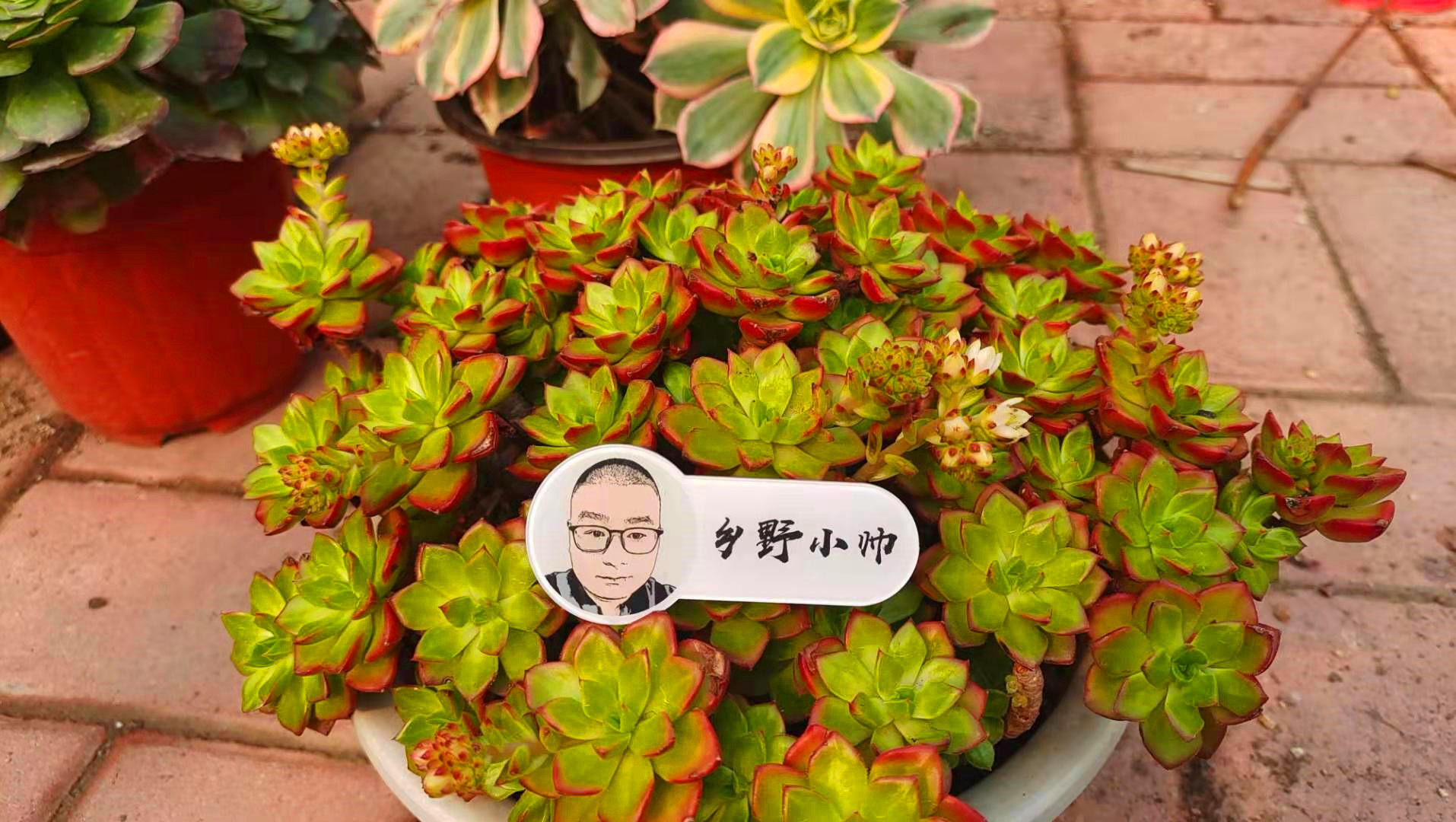 乡野小帅 多肉如何养成老桩，记住3个小技巧，轻松变成木质老桩