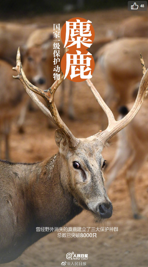 树艺蛙APP|喜提降级 | 保护野生动物离我们并不遥远