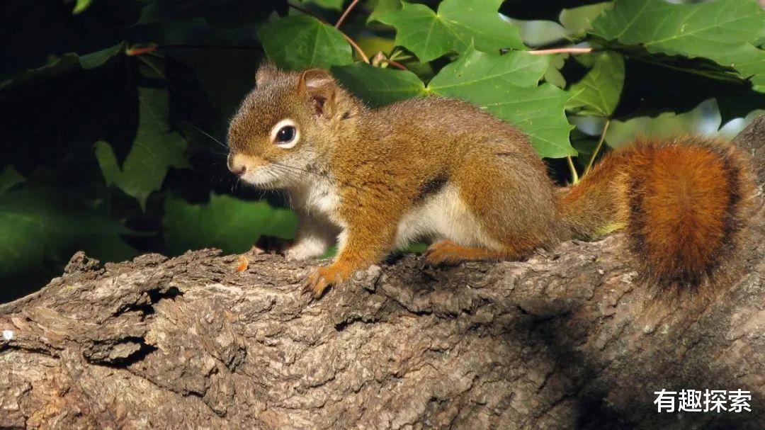 dpp|冬天还怎么过!松鼠辛苦攒的140斤核桃全没了,食物为何藏车里?