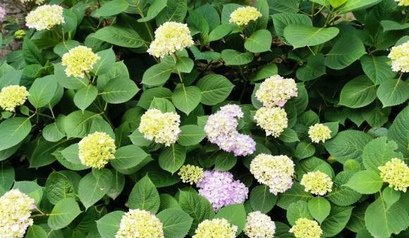 说说家装那点事儿|立秋过后,绣球花可以扦插了,剪下几段枝条,插到土里就发芽