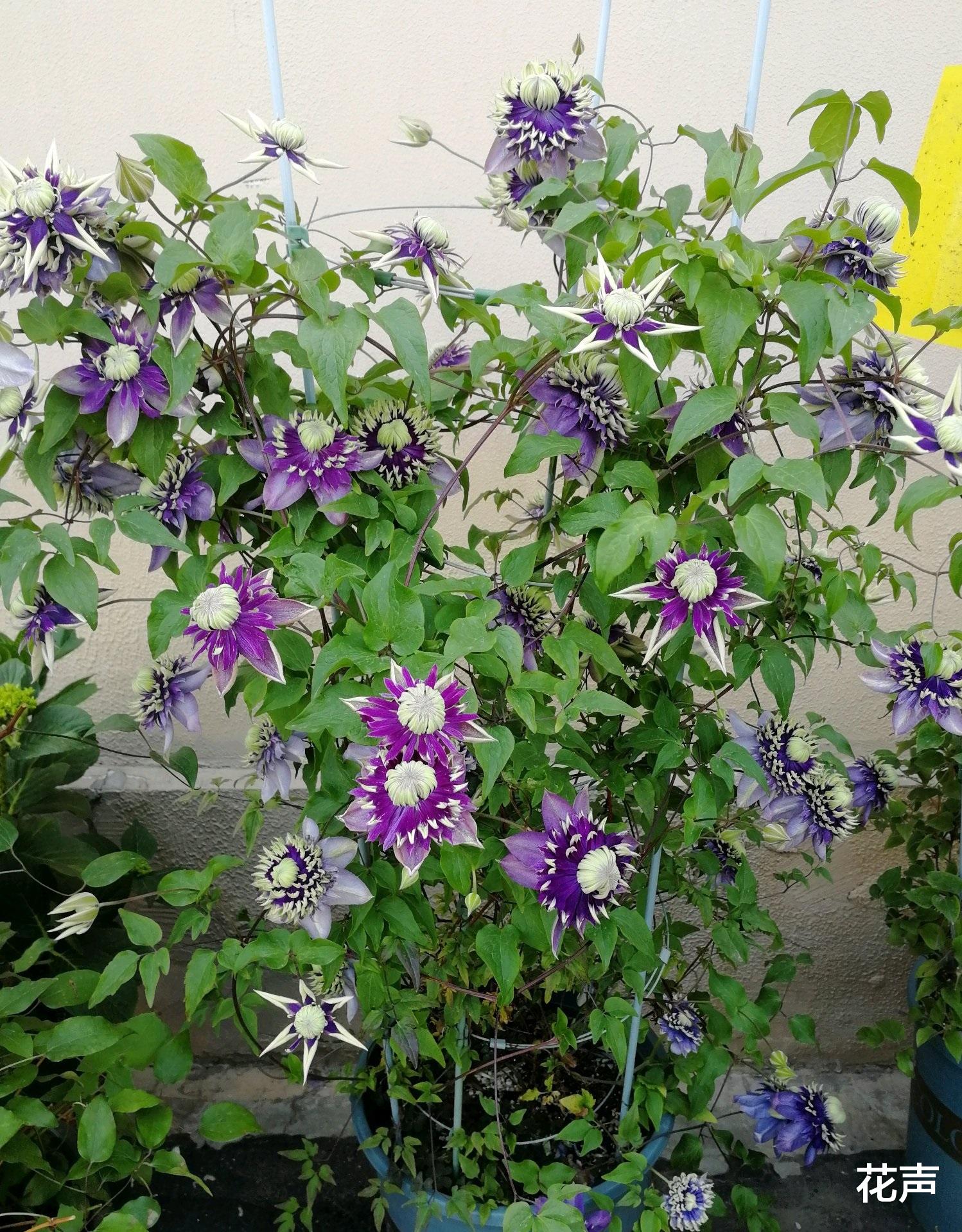 花声|适合阳台养的铁线莲—花如牡丹，美丽梦幻，栽培容易，三季有花赏