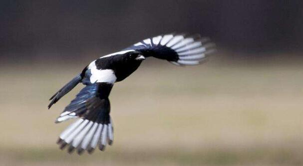 秒懂星肖|8月后半月,财库丰盈,3大属相运势翻红,前途无忧,与贵人结伴