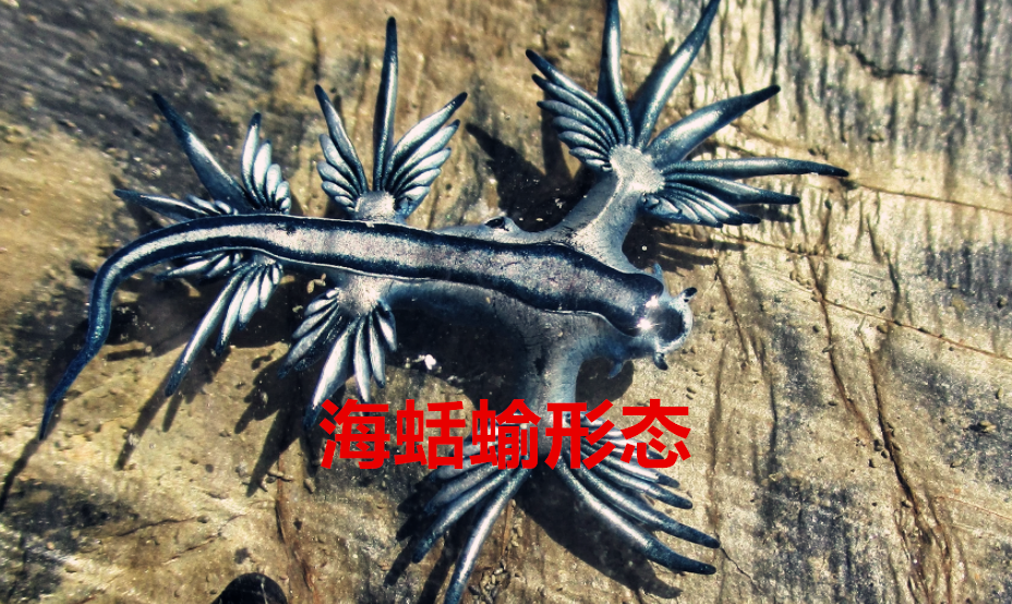 流川枫|海贼王：绿牛是动物系海蛞蝓形态？天生免疫海水以及能够无限分裂