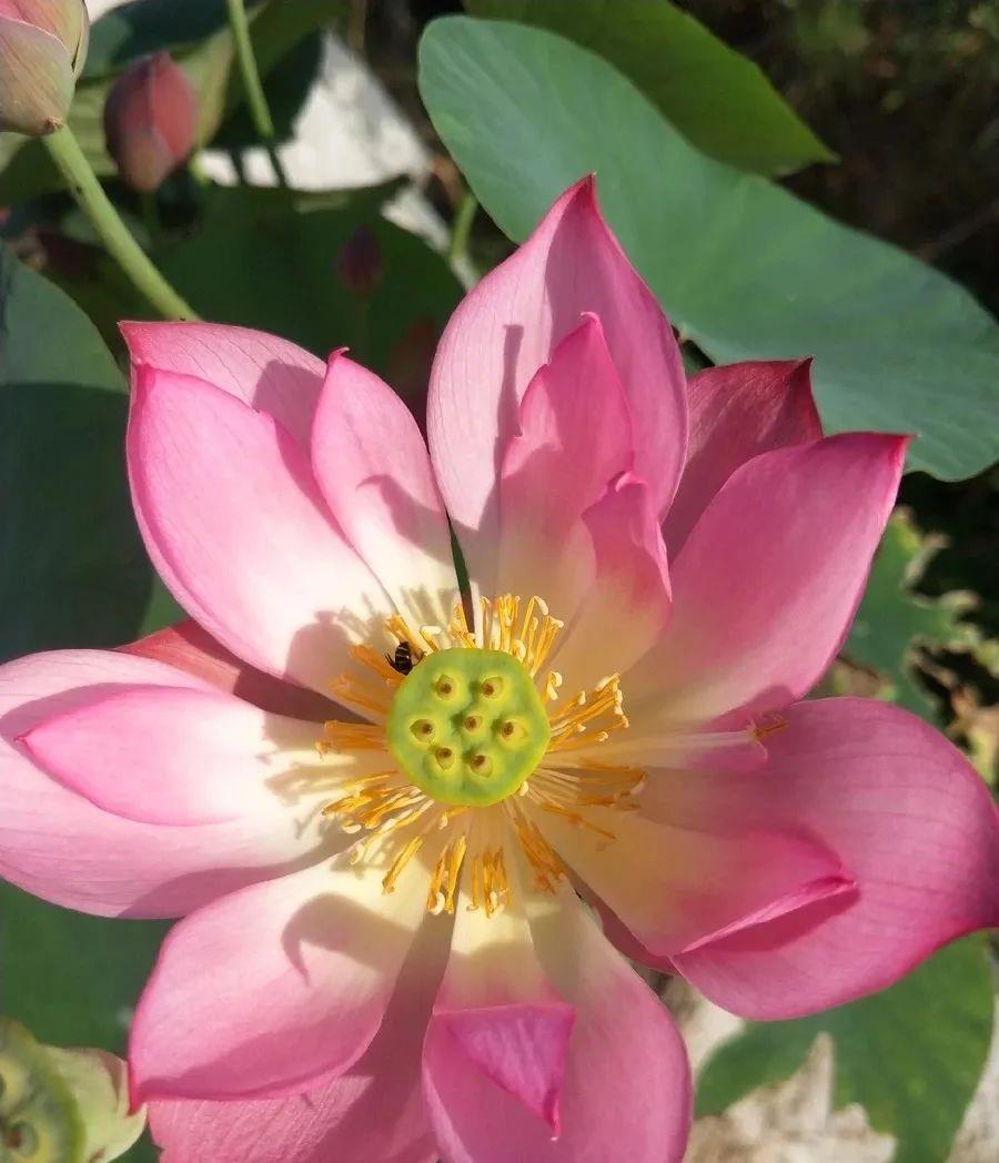 种上阳台|养碗莲,“水深”不能淹没浮叶,“水清”还需在盆中添加一物!