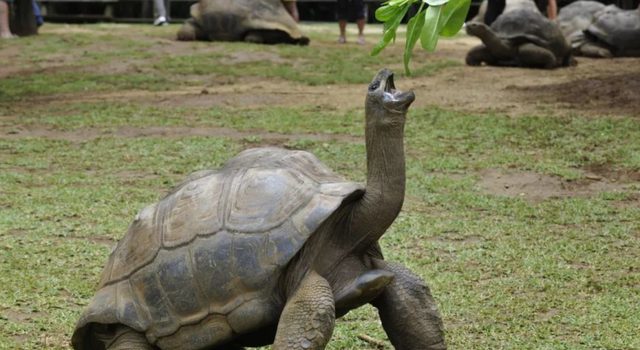 SpaceX|黄种人、黑种人和白种人之间，为什么就没有生殖隔离呢？