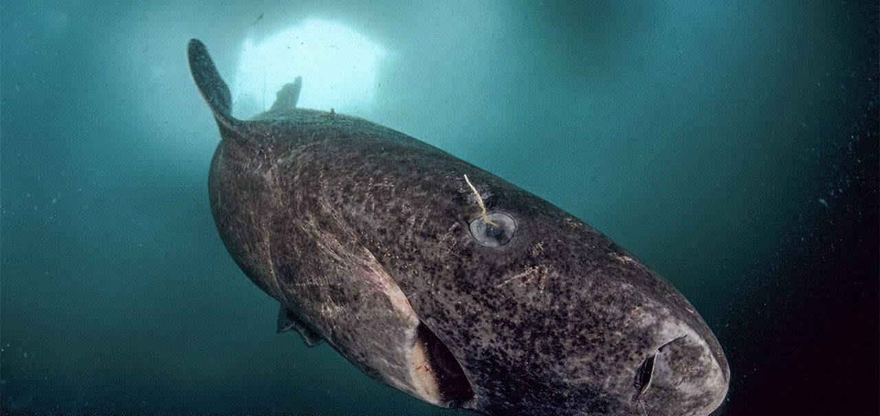 鲨鱼|最长寿的脊椎动物，156岁才性成熟的格陵兰睡鲨为何如此长寿？