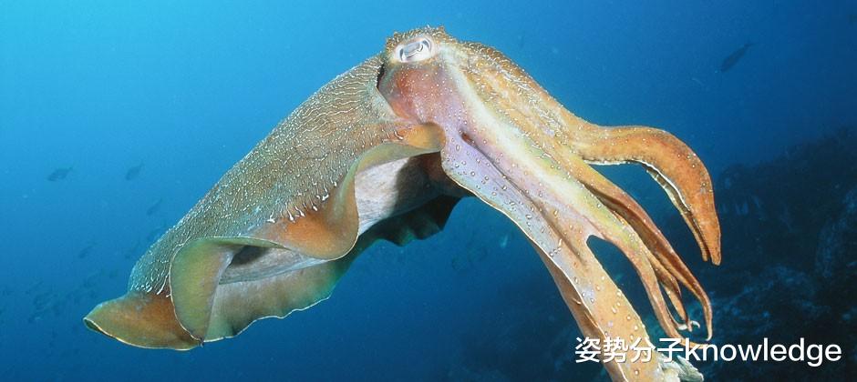 科学家 真不愧是“外星生物”！3个心脏的墨鱼，还有惊人的记忆能力