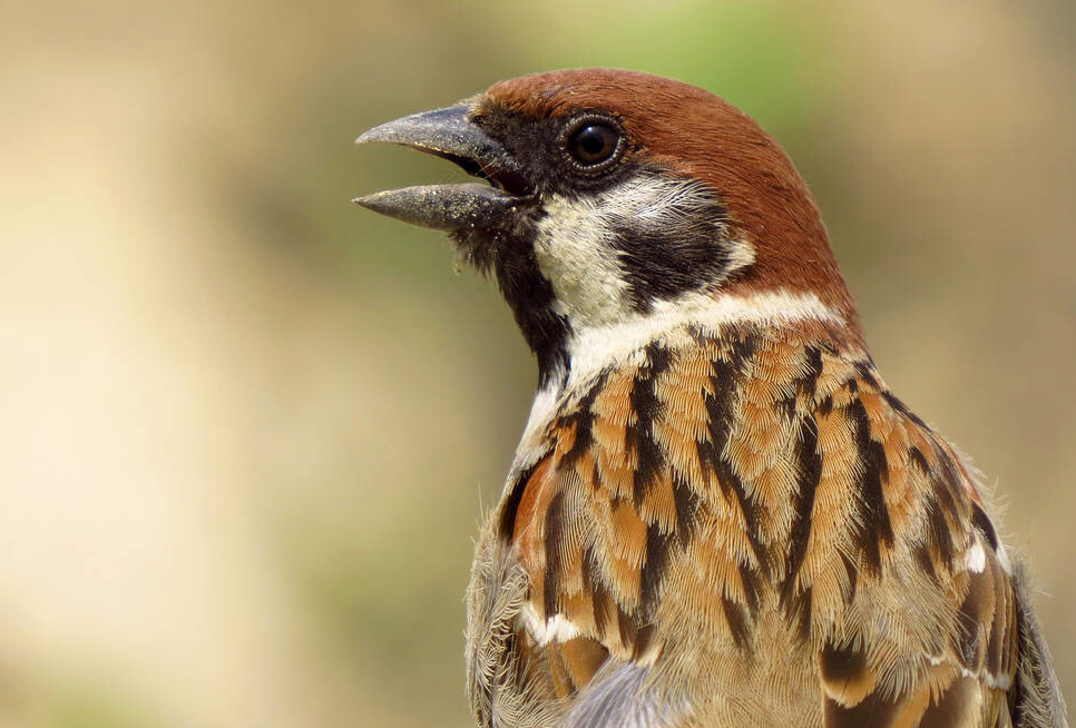 村头老卫 随处可见的麻雀是进口货？谈谈这些年，农民和鸟类的爱恨情仇