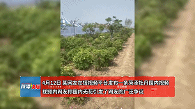牡丹晚报 “菏泽一牡丹园花没开”上热门?菏泽人力证事实!发文网友已致歉