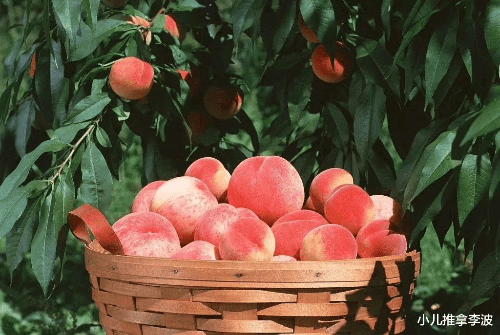 小儿推拿李波|小儿推拿李波：吃桃子的好处和禁忌事项有哪些？孩子能不能吃？