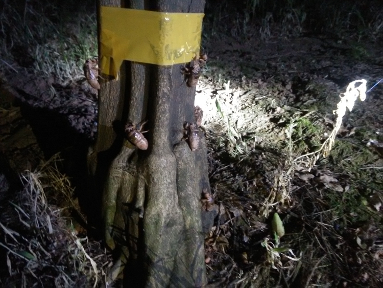 黄金 收购150元一斤，平时没人捡，现在半夜都去捡，太抢手