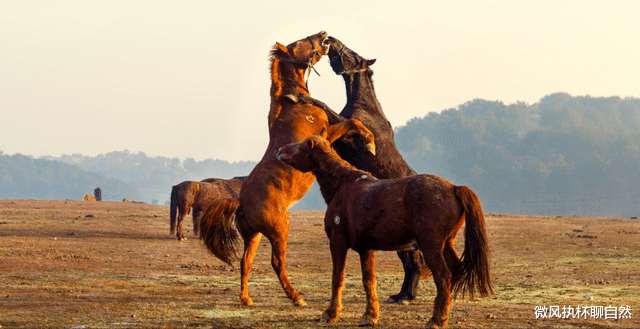  草原上的马王传奇：人工培育的马王被野马取代，马群遭到狼群袭击