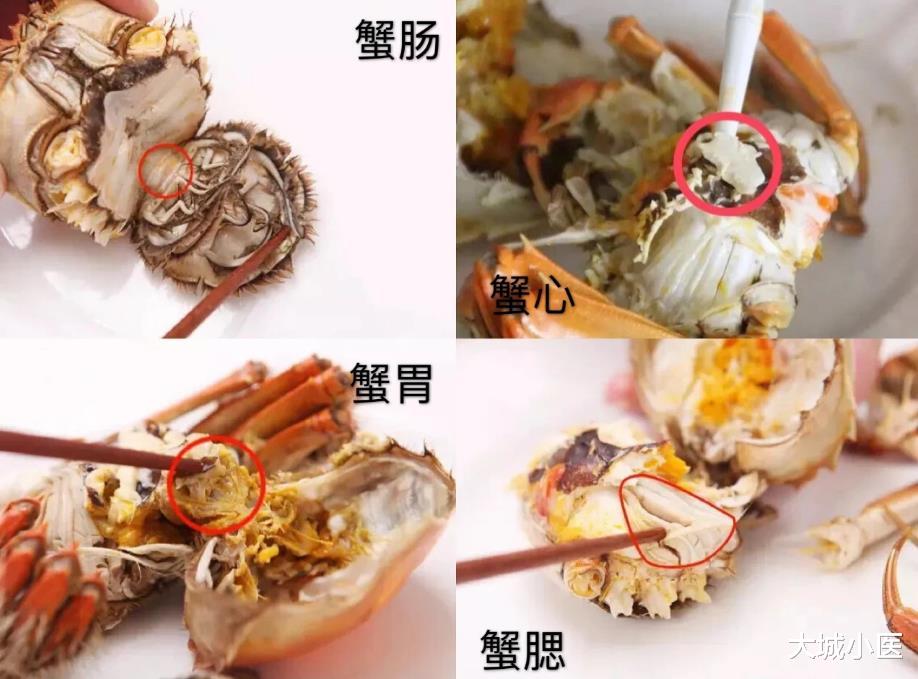 大城小医 如何区分河蟹和海蟹?螃蟹哪些部位不能吃?死了的螃蟹能不能吃?