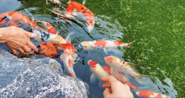 张馨予|张馨予与妈妈摘杨梅，养鱼逗狗生活惬意，被粉丝责怪事业心不强后发文回应