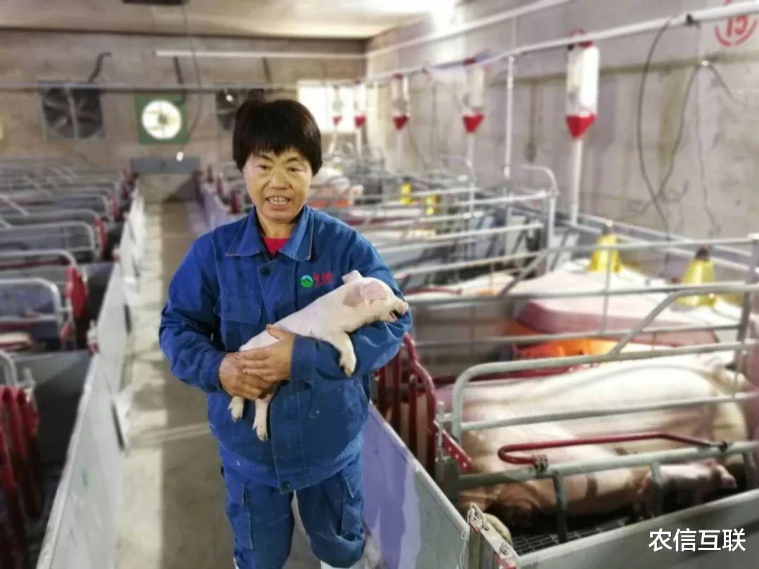 生猪价格 多地跌到7块，行情明显好转或要等到这个时候！最新猪价预测来了