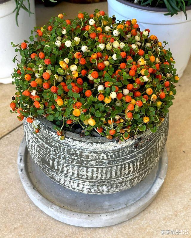 黎姿|黎姿站在落地窗前拍照，身后的维港风景很美，过着富太太般的生活