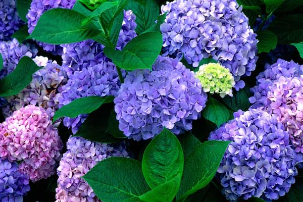 老张聊生肖|九月，4大生肖厄运散去，好运围绕，事业上升，幸福如约而至