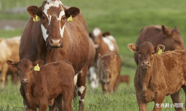 运势|机会难得不能错过，生肖牛借助运势上上签，成功扭转职场发展态势