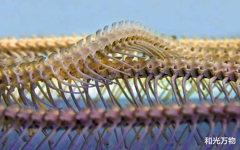 泰坦蟒 地球持续高烧20万年,创造史上最大的蛇,未来或随地球升温再现?