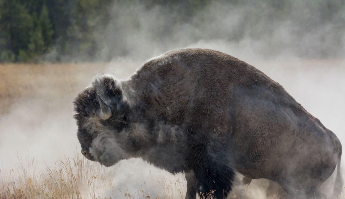 太空 进化论错了？宣布灭绝的物种再现地球，总数量已超过2000只