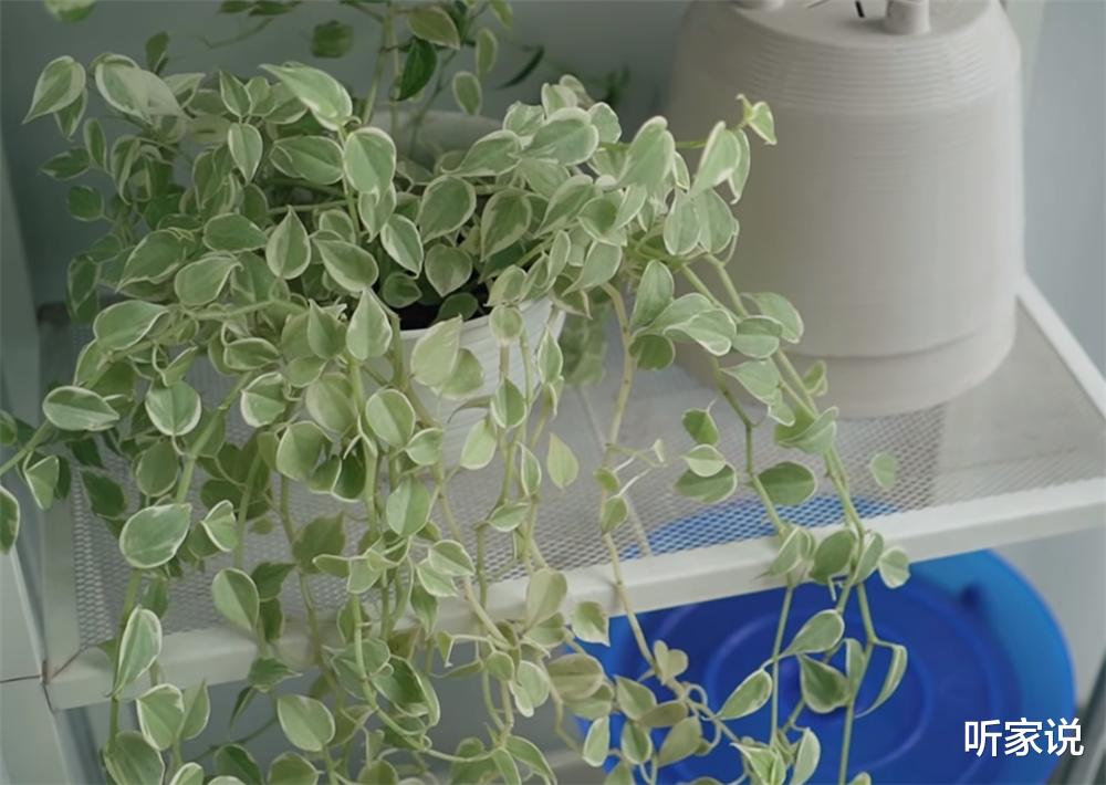 80后夫妻“穷装”24㎡蜗居，家虽小却坚持收拾，入住3年干净如新