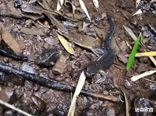太空 普雄原鲵：虽然长得像条鱼，但我可是正宗的两栖动物