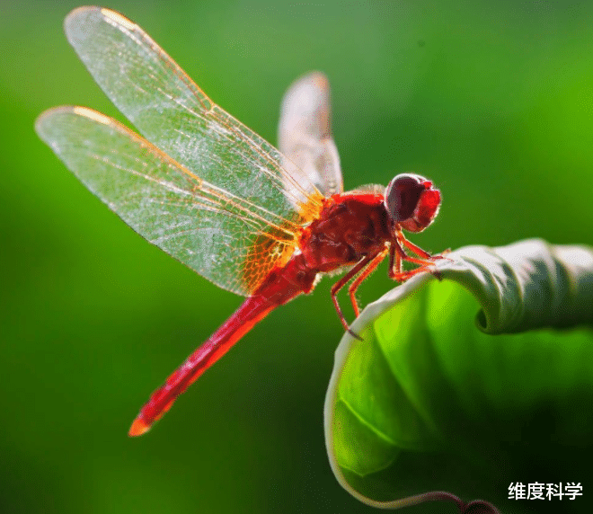SpaceX 蜻蜓才是飞行界的“王者”！360度随意转向，还能飞过印度洋