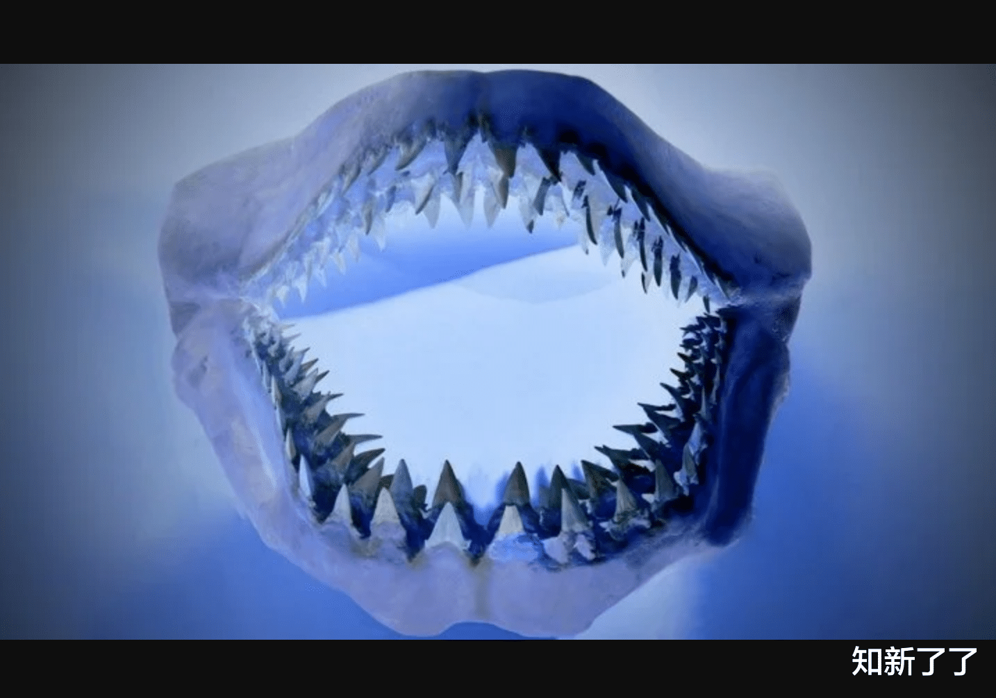 科学家 一颗远古的牙齿重现了数百万年前巨齿鲨的凶猛捕食场景