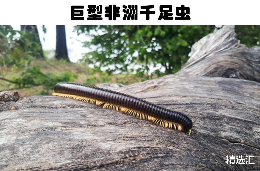 科学家 令无数人感到害怕，但实际上却不那么危险的7种动物