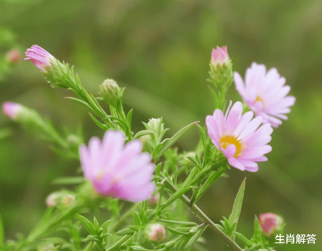 生肖解答|8月，假装糊涂，实则清醒，爱得理智，3生肖心心念念，破镜重圆
