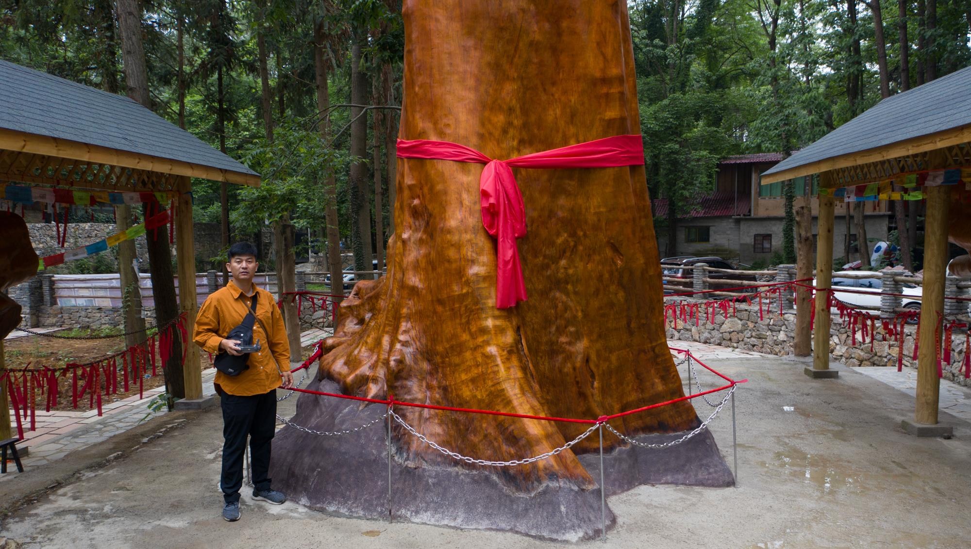 长脖子爸比说|贵阳发现4300年金丝楠木，因渡劫失败被火焚烧，如今价值上亿元