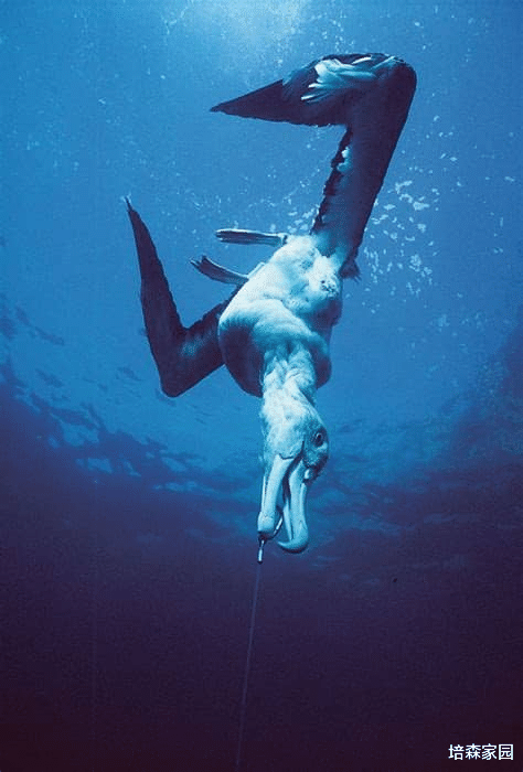  水鸟界的白嫖党