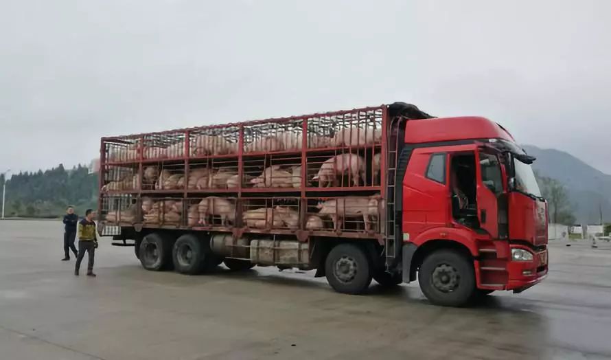 生猪价格 2021.4.19猪价：冷酷的市场，多少人砸破碗！！！