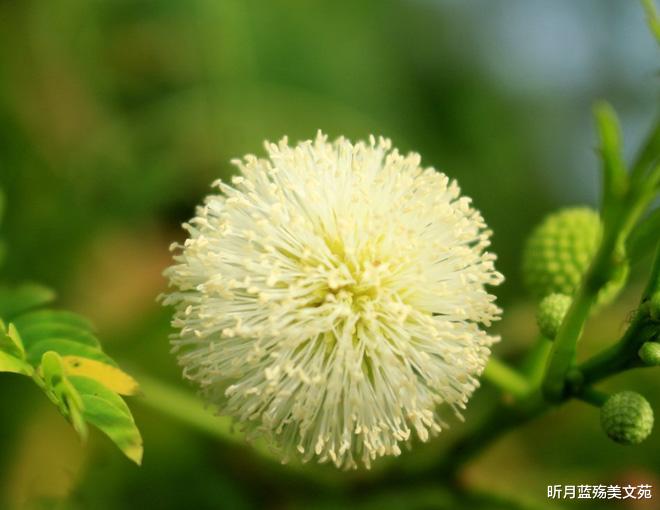 昕月蓝殇美文苑|等一人懂得，伴一人终老