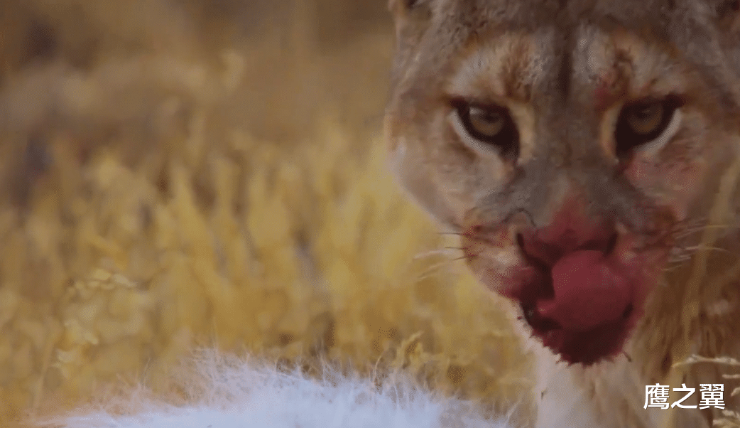 秃鹫|美洲母猎杀3倍体重的羊驼，10秒钟拿下猎物，爆发力着实恐怖！