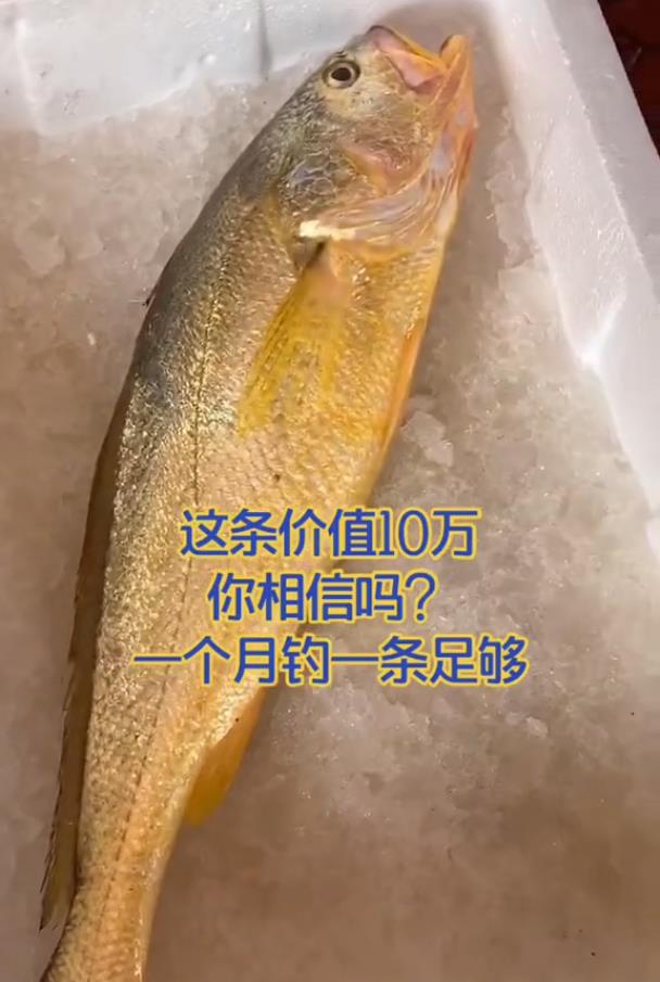 海钓|一条鱼能抵一年工资，出海钓鱼成香饽饽，钓鱼养家很容易？