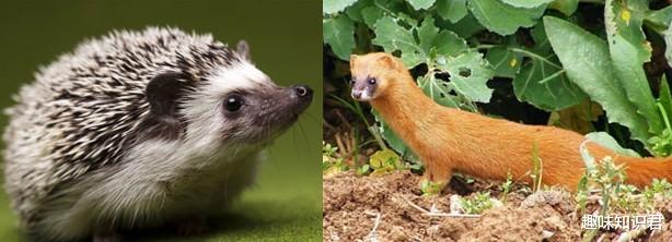 黄鼠狼 趣味冷知识分享（三十二）快来一起涨知识！