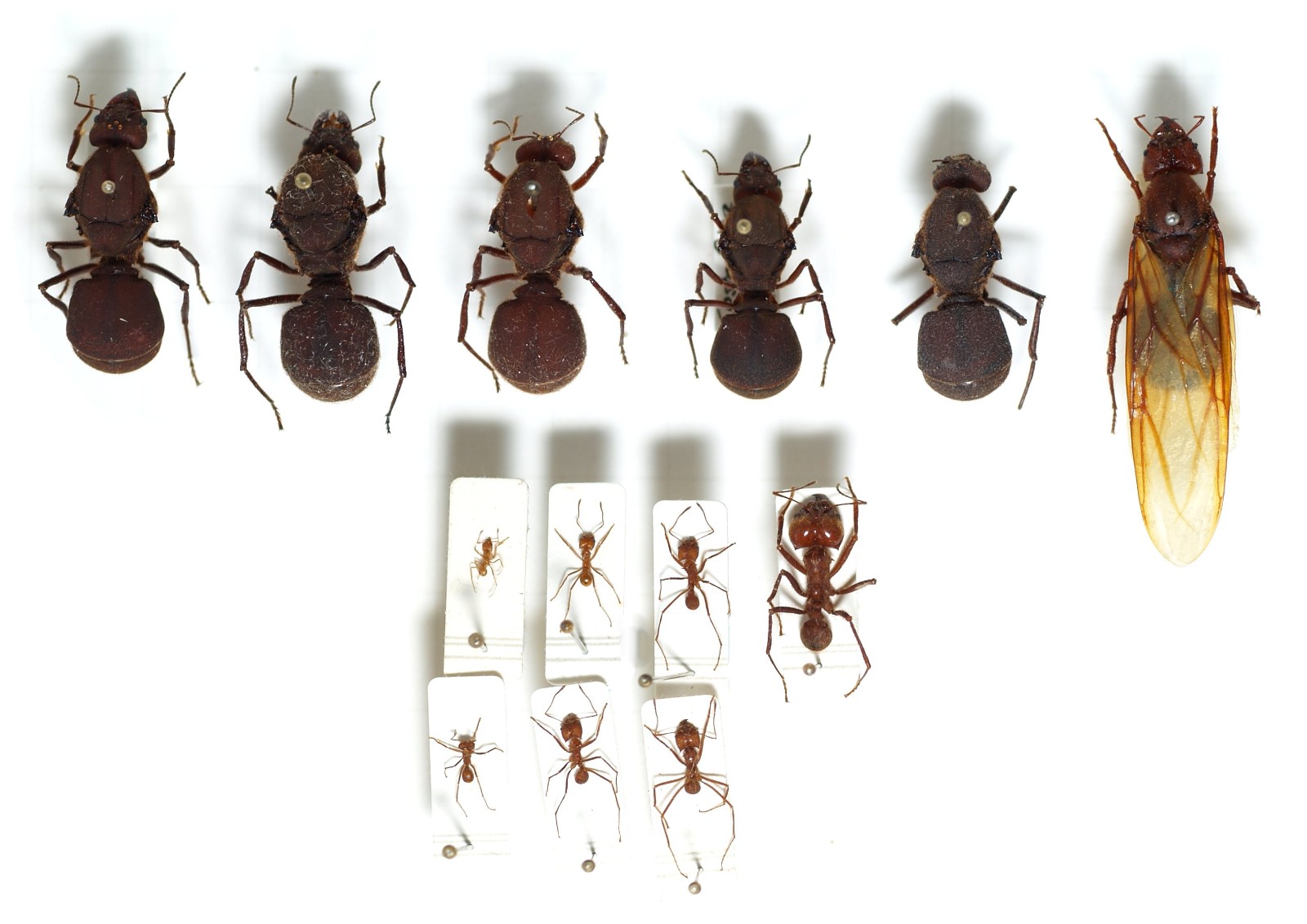 哈勃 天生的战斗民族，人类应该庆幸与他们不在一个维度