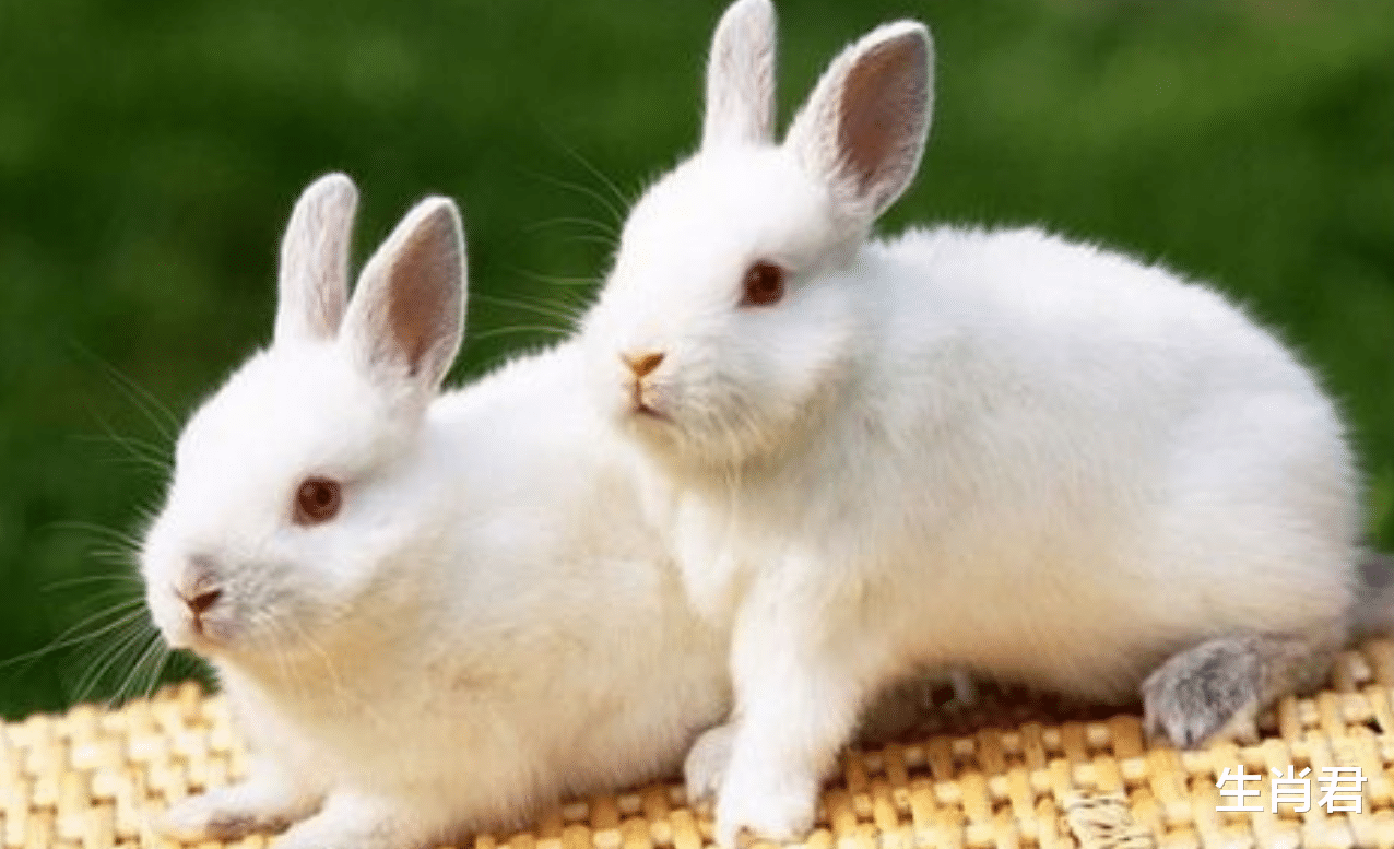 属兔|属兔人做事情未雨绸缪，踏入职场后能够少走弯路，更快达成目标