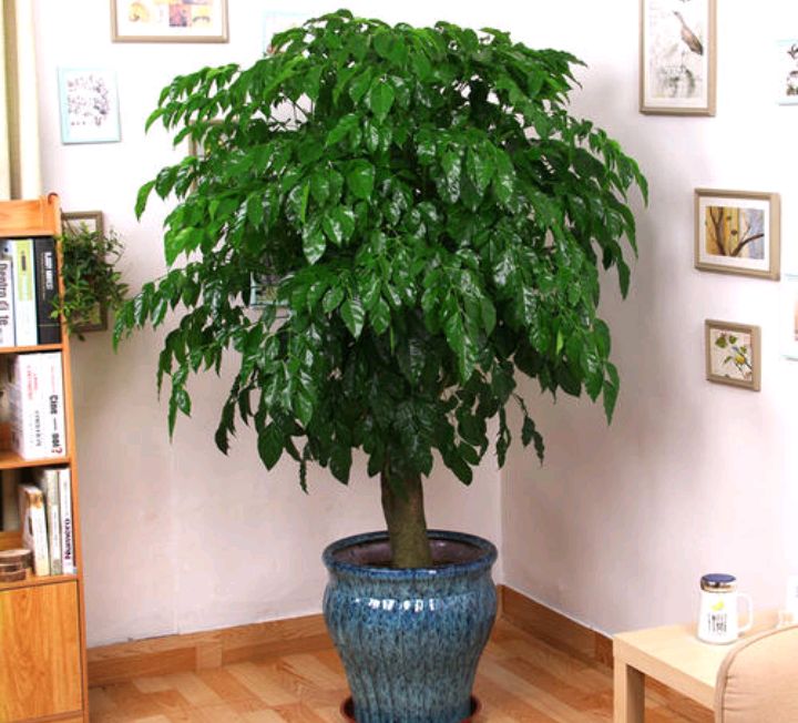 办公室|9种“旺宅花”，适合客厅养，大气又漂亮，家里顺当，富贵到