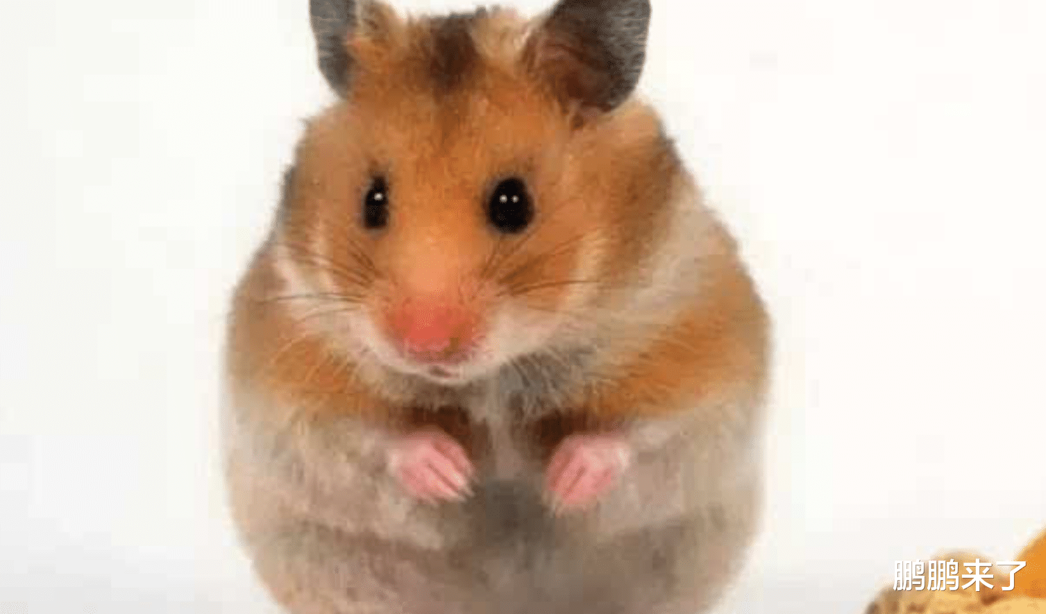 集成电路|喜鹊登门财神到家,生肖鼠告别霉运迎接好运,在职场如鱼得水