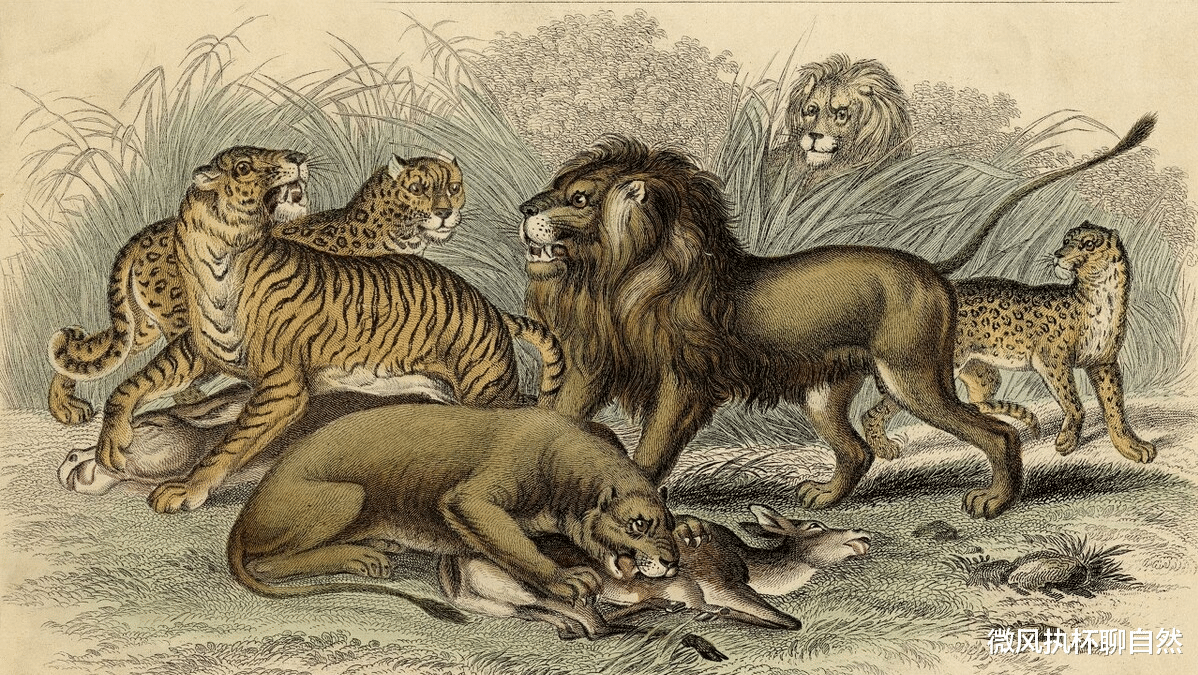 微风执杯聊自然|三只雌狮收养了小花豹,长大后遭到雄狮攻击,狮群因此内讧而解散