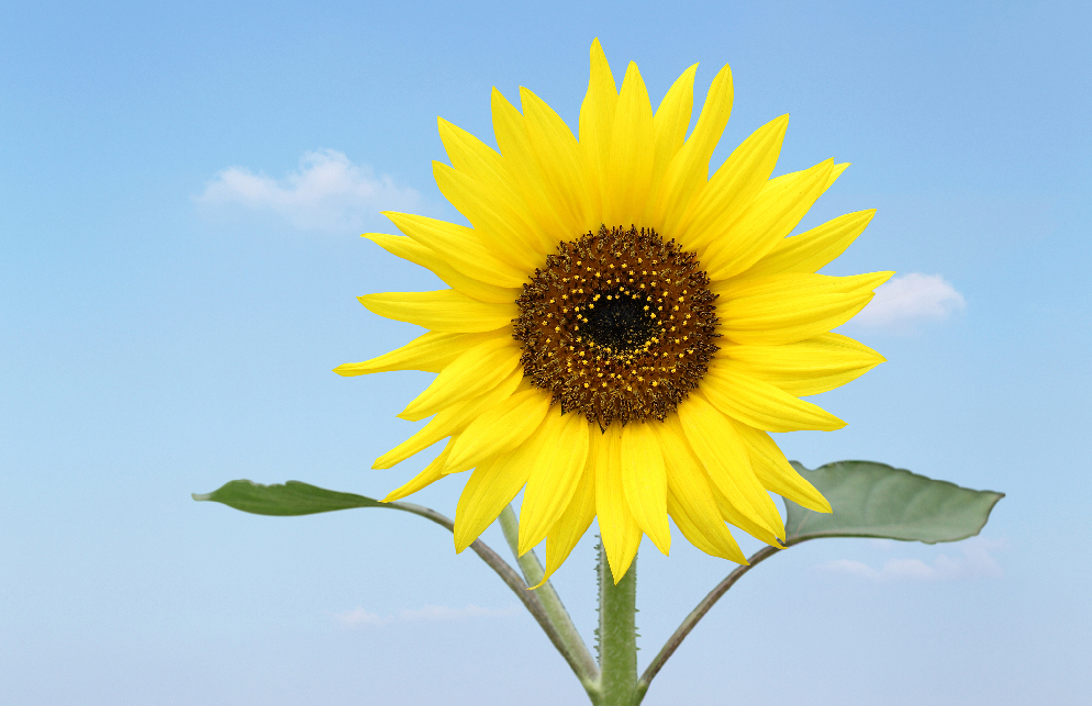 自然美 什么是自然美、社会美、人性美？