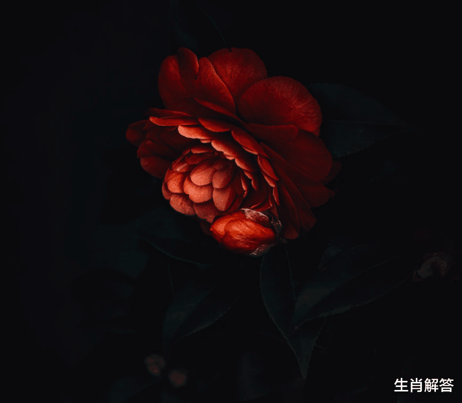 生肖解答|7天内，桃运来袭，月老助缘，喜鹊叫喜，3星座花开花落，再续深情
