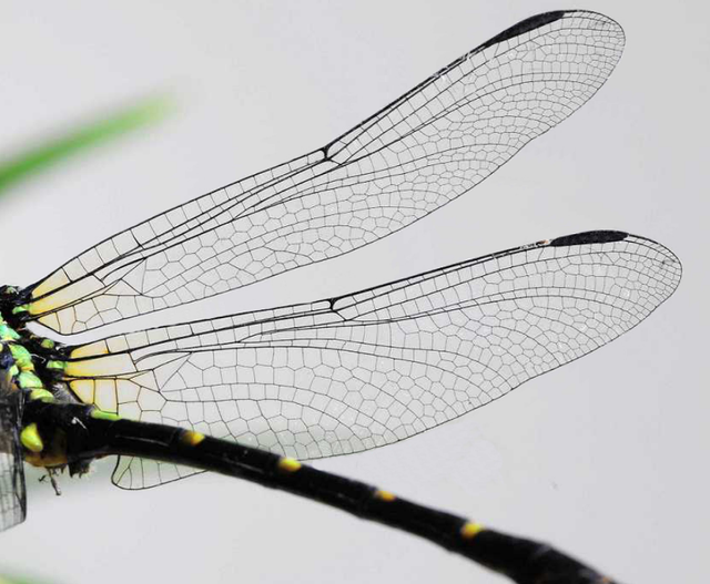 蜻蜓|进化论最大BUG，研究蜻蜓飞行，或能使气动弹性力学获新突破？