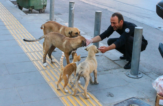 少明科学|美国每年杀死120万只狗、140万只猫,国内爱狗人士:毫无人性