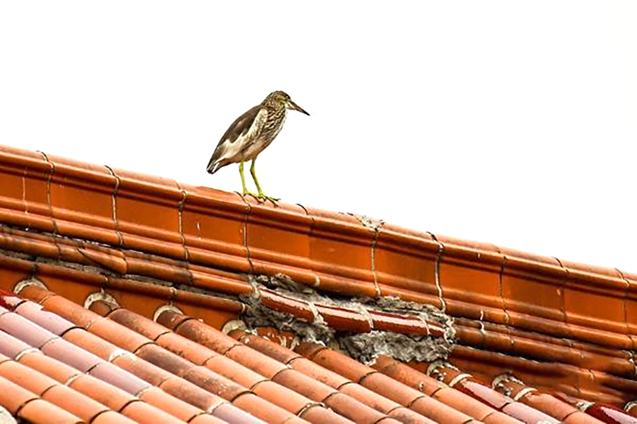 星发树脂瓦|农村自建房别墅,屋顶该选什么瓦?