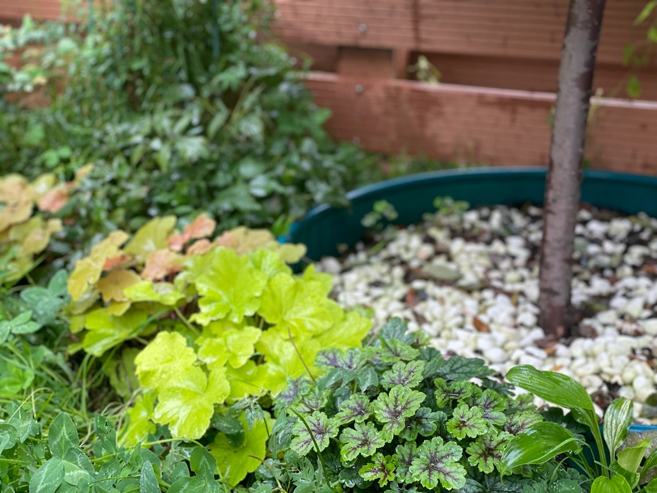 ?6万不到,改造72㎡现代庭院花园,教你做一个低维护的懒人花园